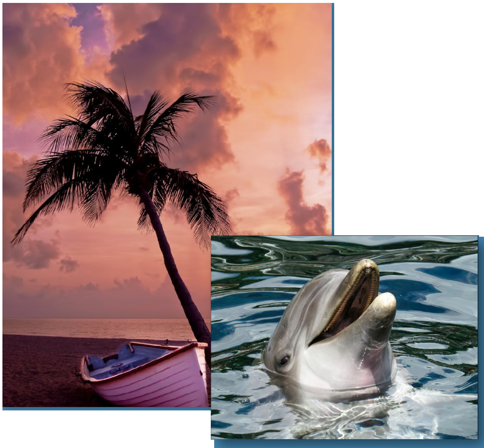 Palm tree and dolphin